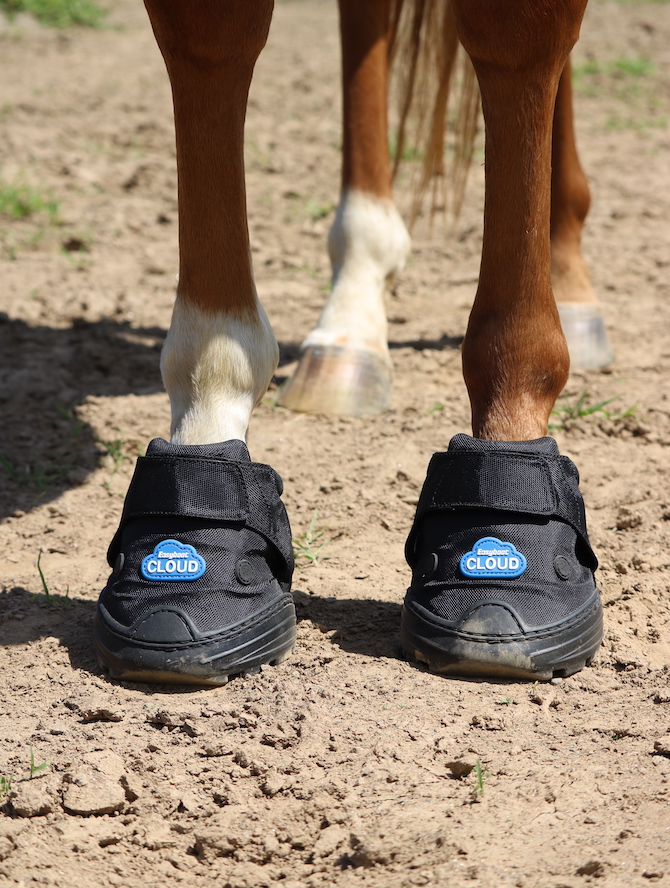 Shoes for Horses